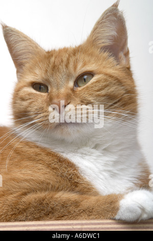 Adult pet Ginger cat (Felis catus) relaxing. Plain white background. Stock Photo