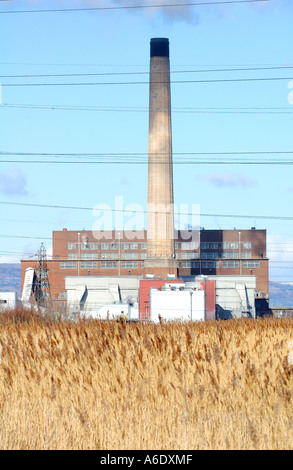 Reed beds at Newport Wetlands National Nature Reserve overlooked by Usk Power Station Newport South East Wales UK Stock Photo