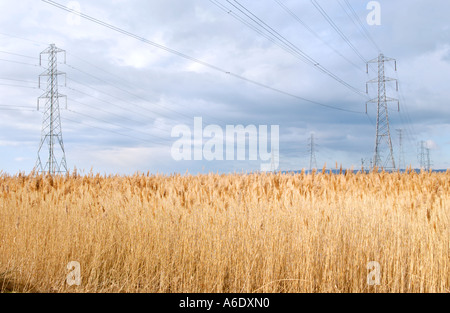 Reed beds with pylons and power lines over at Newport Wetlands National Nature Reserve South East Wales UK Stock Photo