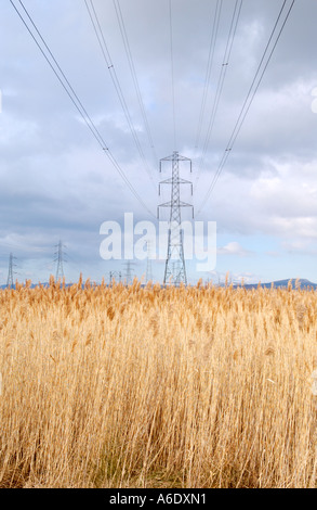 Reed beds with pylons and power lines over at Newport Wetlands National Nature Reserve South East Wales UK Stock Photo