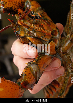 Closeup of hand holding live lobster Stock Photo