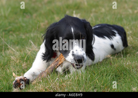 Springer Spaniel puppy dog chewing stick Stock Photo