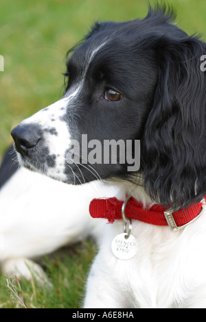 Springer Spaniel puppy dog 6 months old black and white markings Stock Photo
