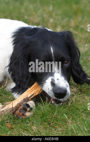 Springer Spaniel puppy dog chewing stick Stock Photo
