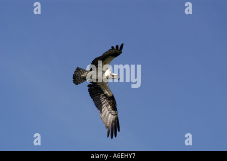 north american osprey fish hawk Stock Photo - Alamy