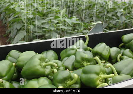Organic sweet peppers green variety harvested in trolley for collection Stock Photo