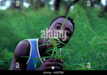 Portrait of a young Gambian Farmer in his marijuana field on Ginak island in the Gambia Stock Photo