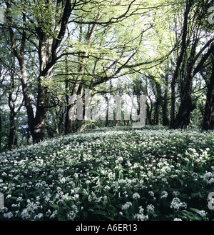 Profuse spread of wild garlic flowering under beech woodland in Devon Sunlight shining through canopy of Spring foliage Stock Photo