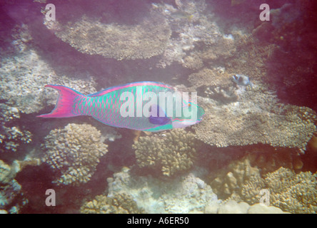 Bicolour Parrotfish Swimming in Coral Reef 'Cetoscarus bicolor' 'Red Sea' Egypt Stock Photo