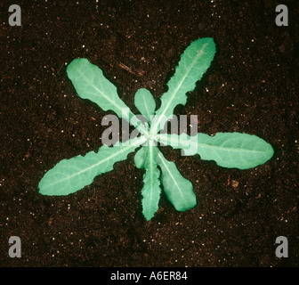 Perennial sow thistle Sonchus arvensis young plant rosette Stock Photo