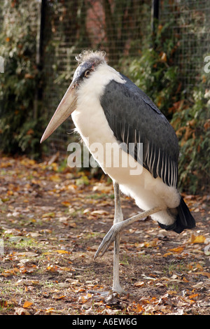 Marabou Stork Stock Photo
