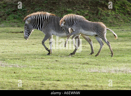 Grevy's Zebra mother with foal, Equus grevyi Stock Photo