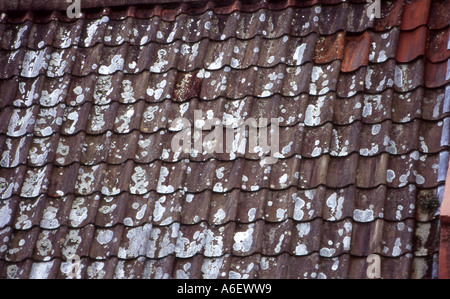 lichen on an old tiled roof at portmeirion number 2317 Stock Photo