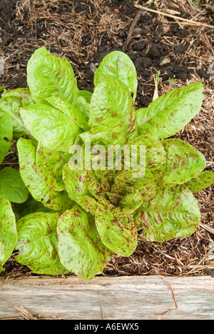 Speckled Cos lettuce of the variety known as Freckles Stock Photo
