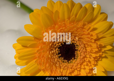 Yellow gerbera Stock Photo