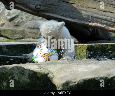 Knut the polar bear cub in Berlin Zoo Stock Photo