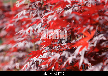 A closeup of the Japanese Maple tree leaves in a garden Stock Photo - Alamy