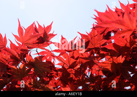Japanese Maple Tree Stock Photo