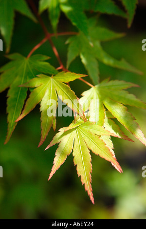 Yellow Japanese maple tree leaves on a branch Stock Photo - Alamy