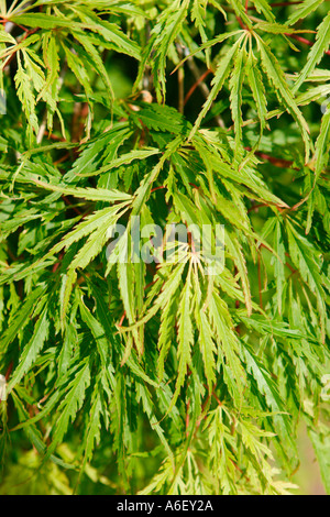 Japanese Maple Tree Stock Photo