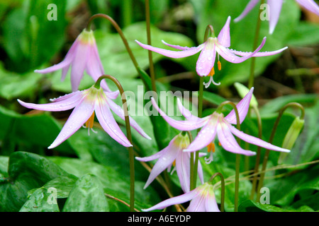 Erythronium revolutum late March Stock Photo