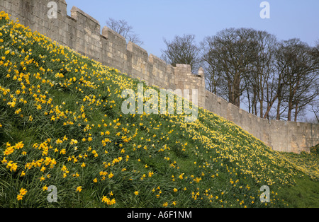 Daffodils on the embankment of York City Walls North Yorkshire England Stock Photo