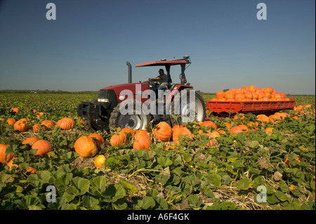 Tractor pulling field trailer loaded with 'Big Max' pumpkins. Stock Photo