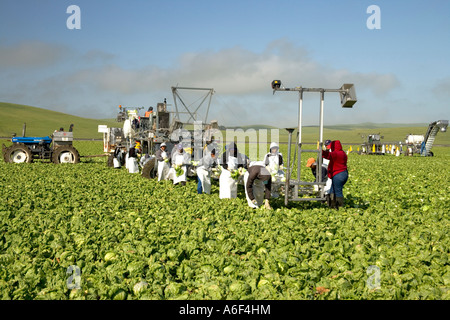 Workers harvesting 'Iceberg' lettuce, California Stock Photo