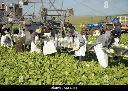 Farm workers harvesting 'Iceberg' lettuce, California Stock Photo