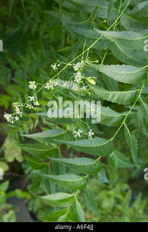 Branch of the Neem tree with flowers, Florida Stock Photo
