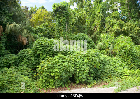 Kudzu vines overtaking native trees & bushes, Florida. Stock Photo