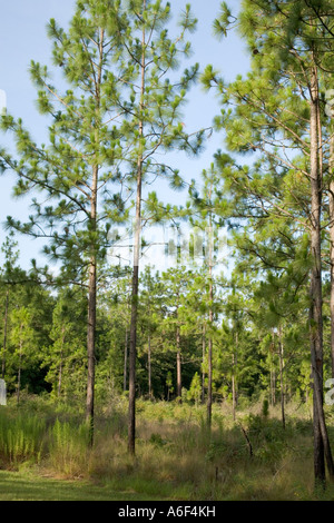 Longleaf Pines, Suwanee River State Park, Florida Stock Photo