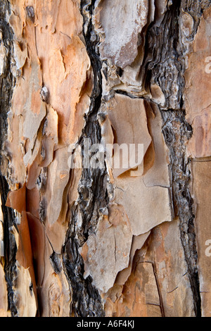Bark of the Longleaf Pine, Florida Stock Photo
