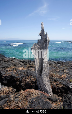 Dead mangrove tree at Punta Moreno on Isabela Island Galapagos Ecuador South America Stock Photo