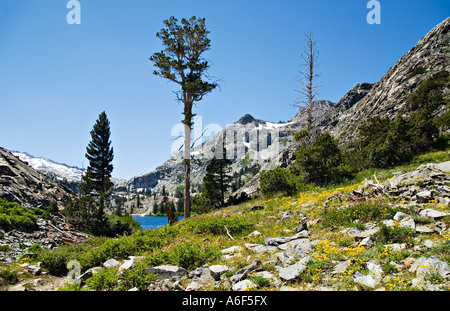 CALIFORNIA Lake Tahoe Yellow wildflowers growing among rocks near Glen Alpine trail Heather Lake snow on hillsides Stock Photo