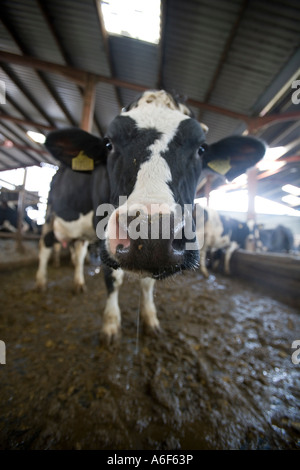 Face on to a milking Holstein Friesian dairy cow on grass Stock Photo ...