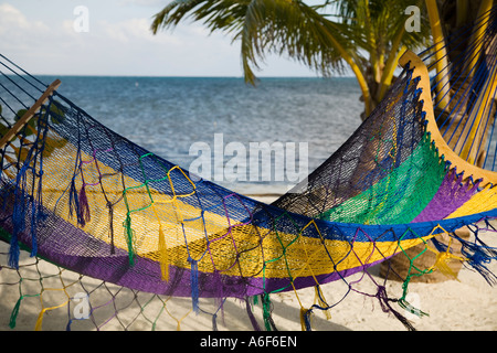 BELIZE Ambergris Caye Hammock on sandy beach strung between palm trees Caribbean waters coconuts in tree Stock Photo