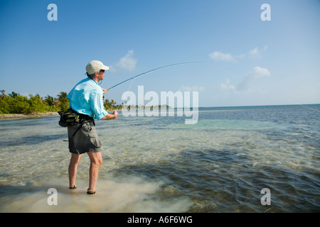 BELIZE Ambergris Caye Adult male fly fishing in flats along shoreline for bonefish wading in shallow water pull on line Stock Photo