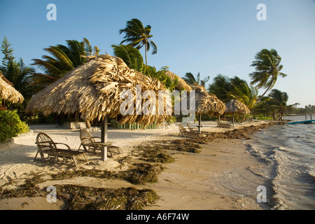 BELIZE Ambergris Caye Seaweed on beach along shore thatched umbrellas chaise lounge chairs waves in water Stock Photo