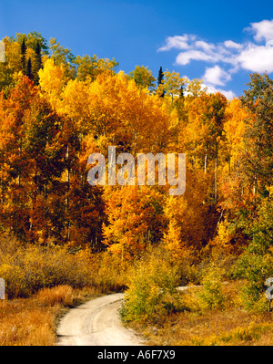 Gravel road entering an Autumn tinted grove of aspen trees in the mountains of Colorado Stock Photo