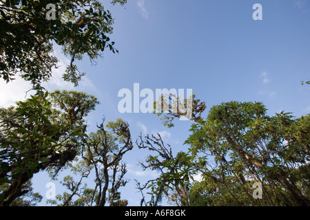 Scalesia trees Scalesia pedunculata on the island of Santa Cruz in the ...