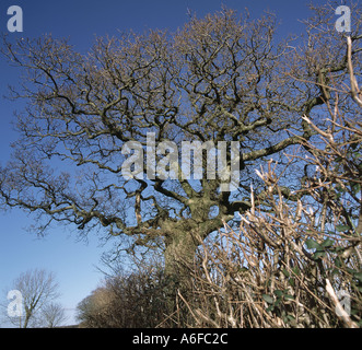 Leafless oak tree in winter Quercus robur large and twisted in a Devon hedgerow in January Stock Photo