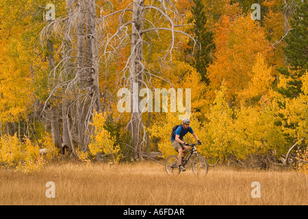 A man mountain biking past yellow aspens in Page Meadows near Tahoe City California Stock Photo