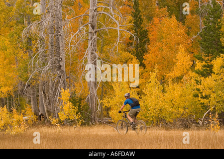 A man mountain biking past yellow aspens in Page Meadows near Tahoe City California Stock Photo