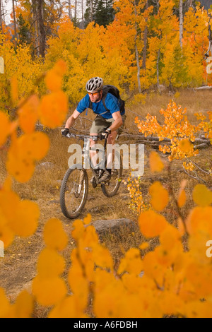 A man mountain biking past yellow aspens in Page Meadows near Tahoe City California Stock Photo