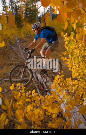 A man mountain biking past yellow aspens in Page Meadows near Tahoe City California Stock Photo