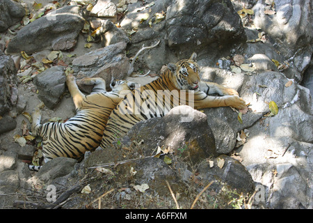 Bengal Tiger Panthera tigris A pair of Bengal Tigers lying on some rocks in a dry river bed in Pench Wildlifes Reserve India Stock Photo