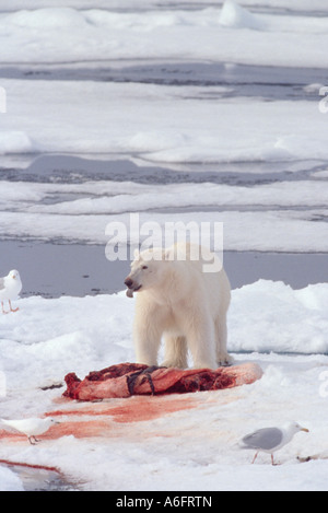 A polar bear Ursus maritimus standing in the snow over a bloody carcass while eating near Parroya Island Svalbard Norway Stock Photo