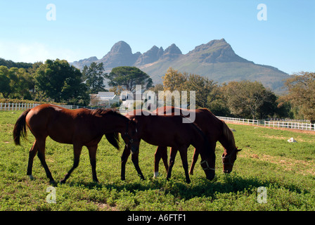 Helderberg Mountain and the paddocks and vineyard of Avontour Estate Nr Stellenbosch Western Cape South Africa RSA Stock Photo