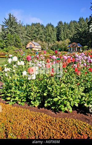 Dahlias flowering at Shore Acres State Park and Botanical Gardens on Cape Arago near Coos Bay Oregon Stock Photo